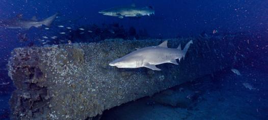 Sand tiger sharks swim alongside the wreck of USS Monitor.